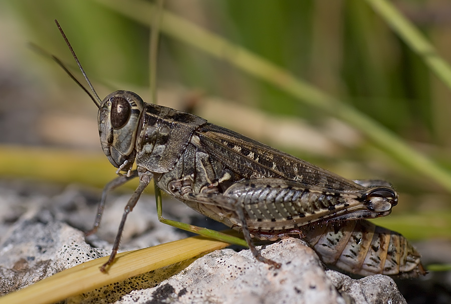 Calliptamus  siciliae