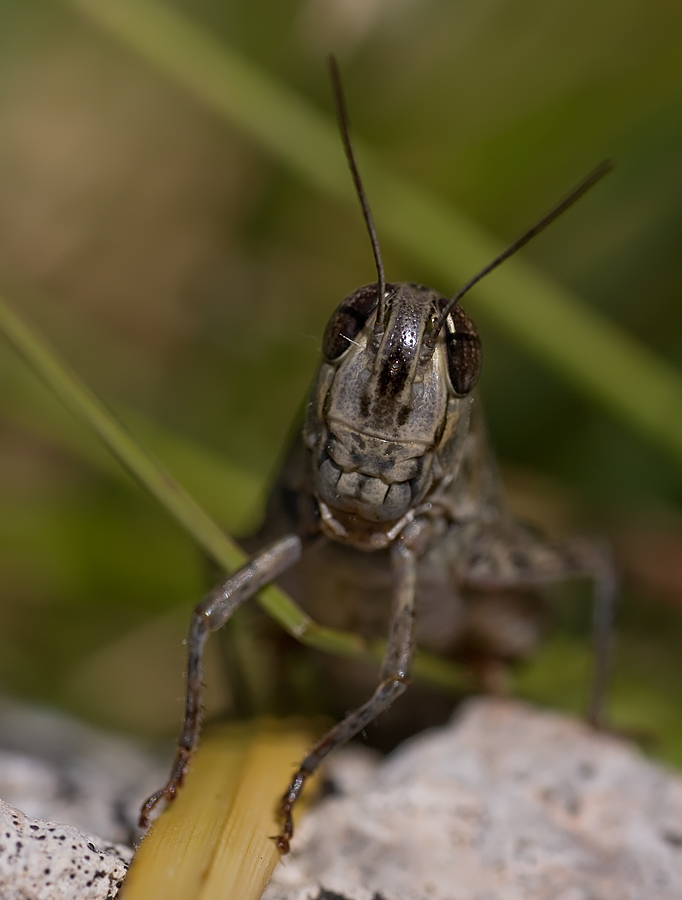 Calliptamus  siciliae