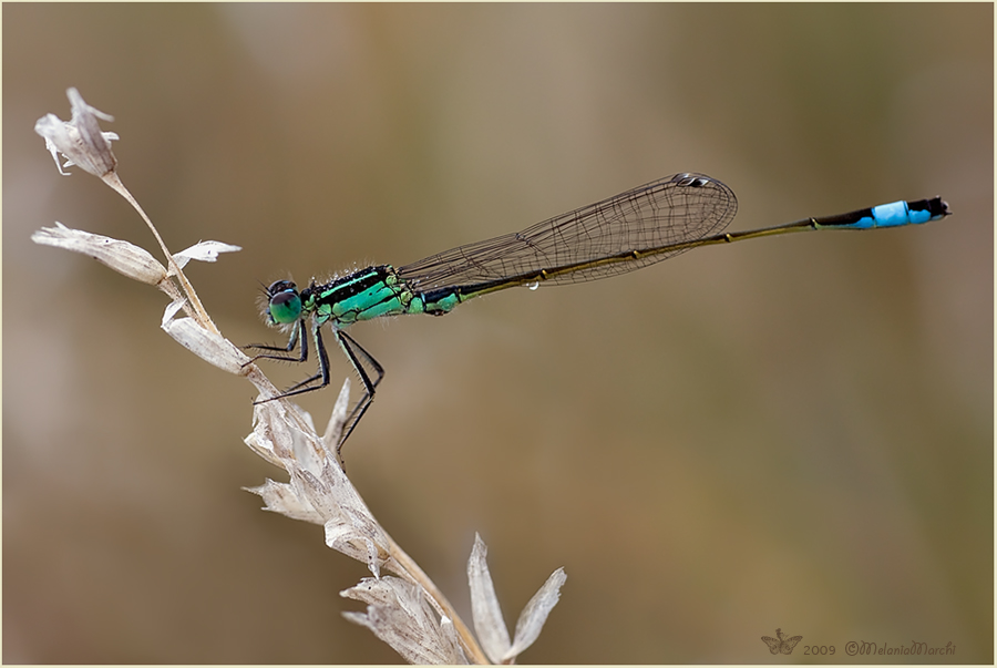 Da determinare :Ischnura genei? - No, Ischnura elegans