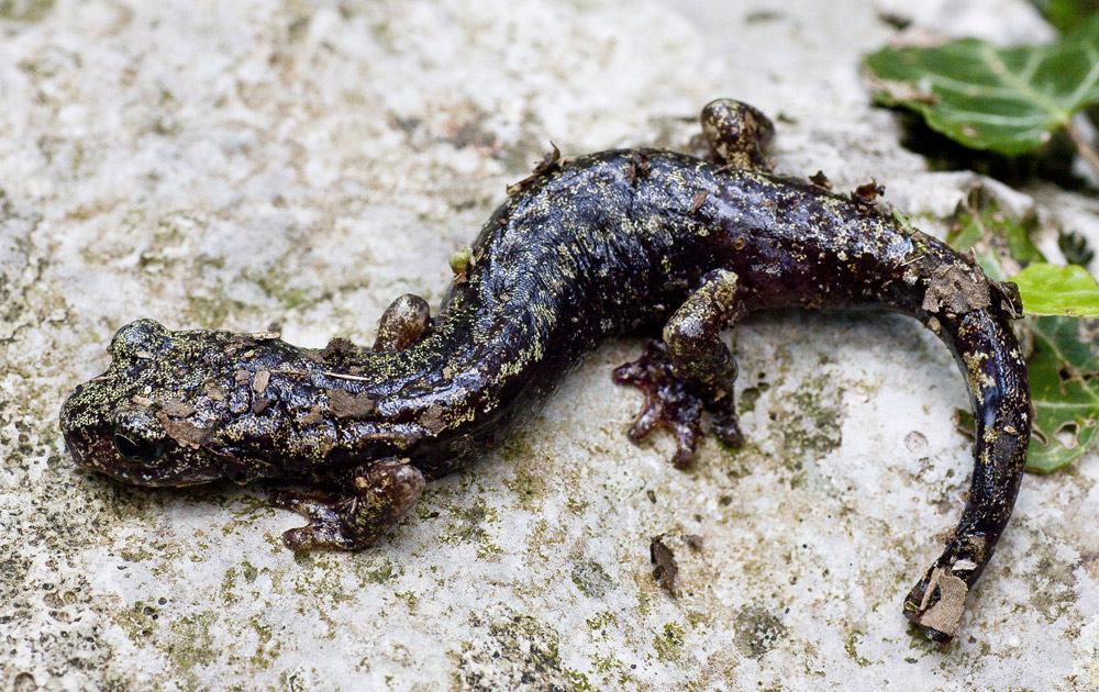 Richiesta d''identificazione urodelo...- Hydromantes italicus