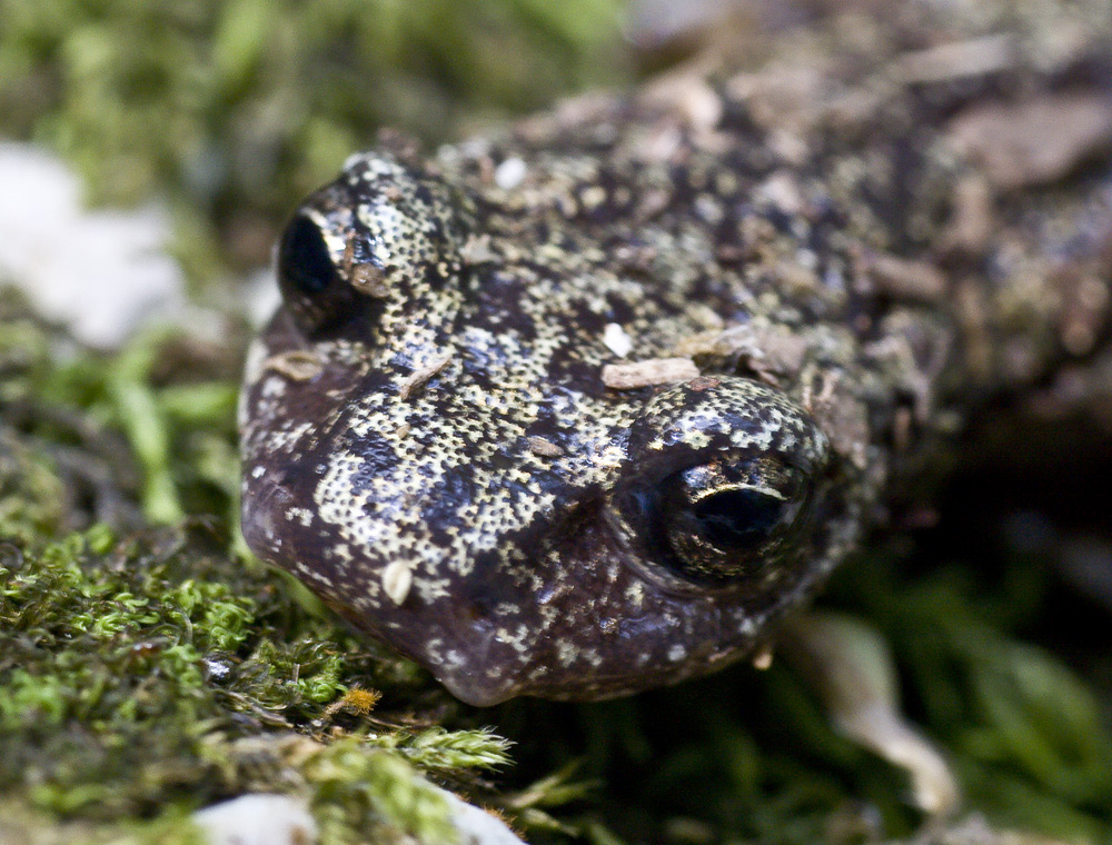 Richiesta d''identificazione urodelo...- Hydromantes italicus