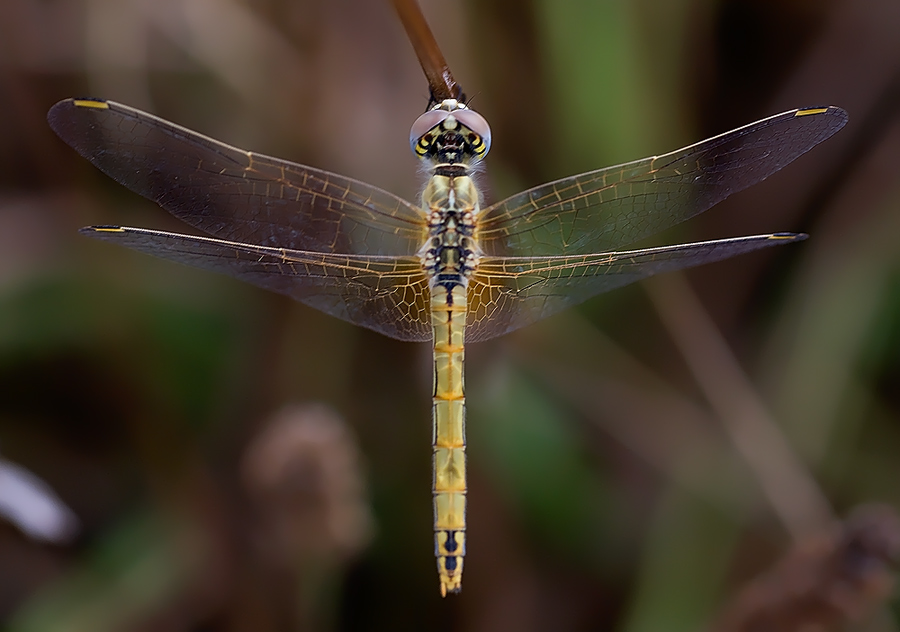 Sympetrum fonscolombii?