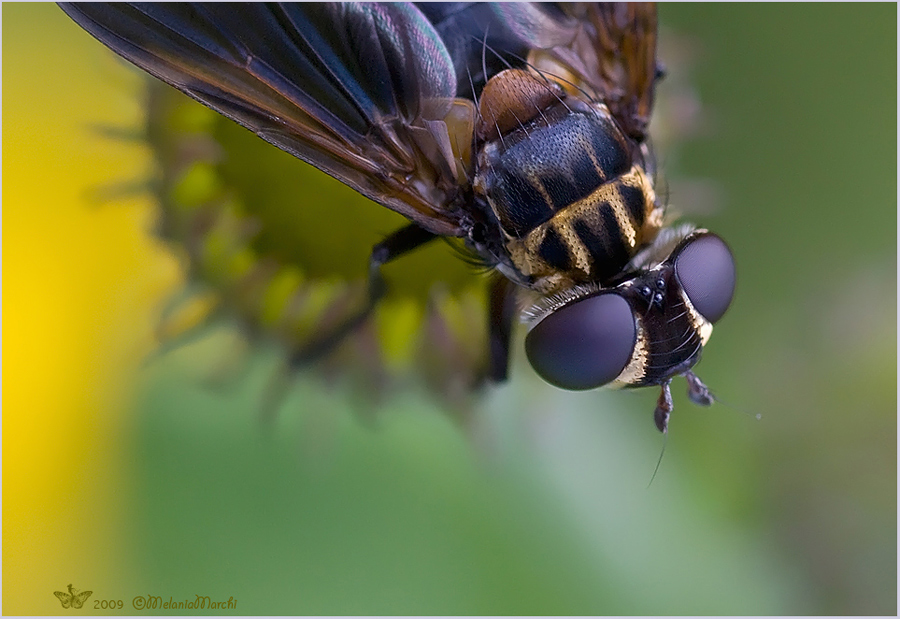 Trichopoda pictipennis (Tachinidae)