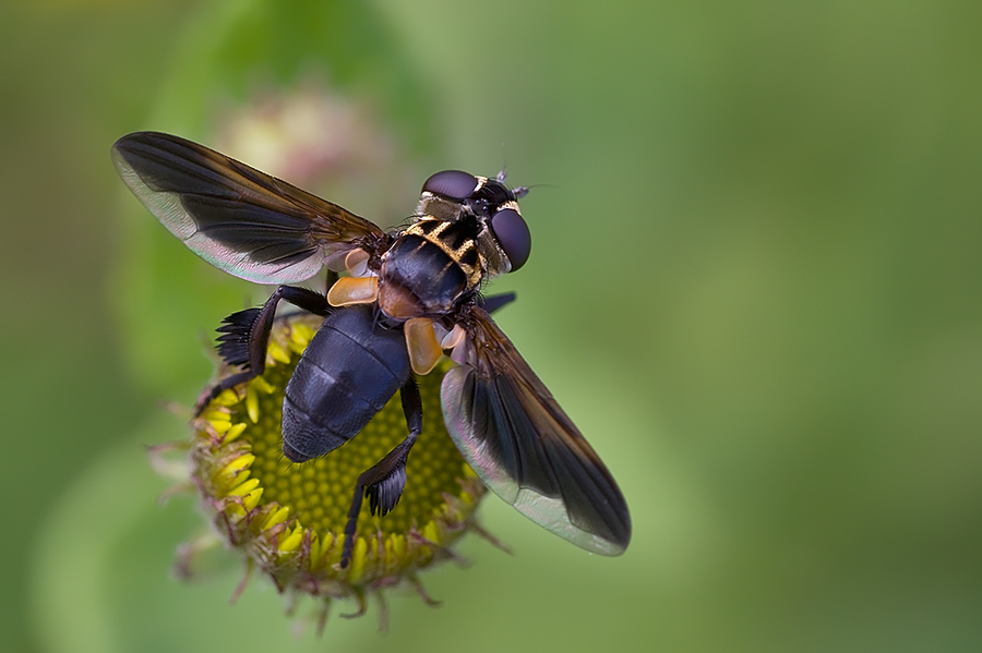 Trichopoda pictipennis (Tachinidae)