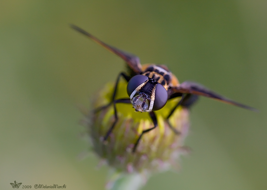 Trichopoda pictipennis (Tachinidae)
