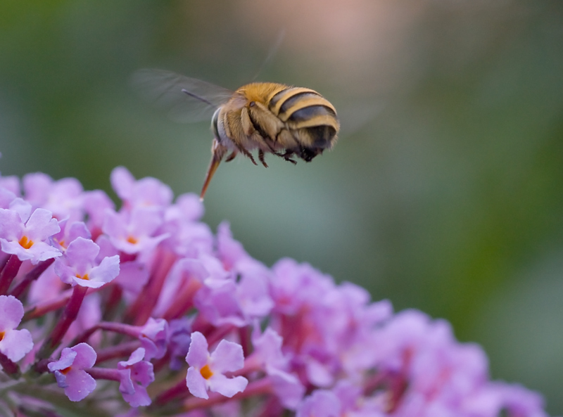 Amegilla garrula (Apidae Anthophorinae)