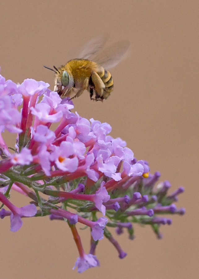 Amegilla garrula (Apidae Anthophorinae)