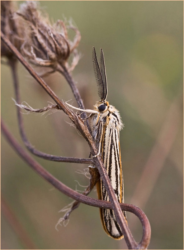 Coscinia striata