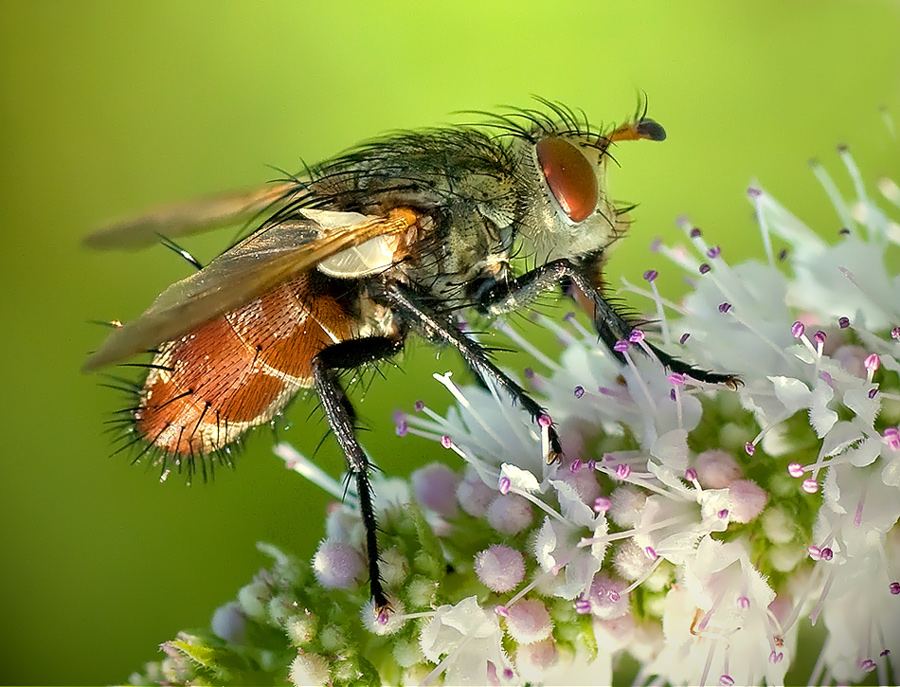 Peleteria iavana (Tachinidae)