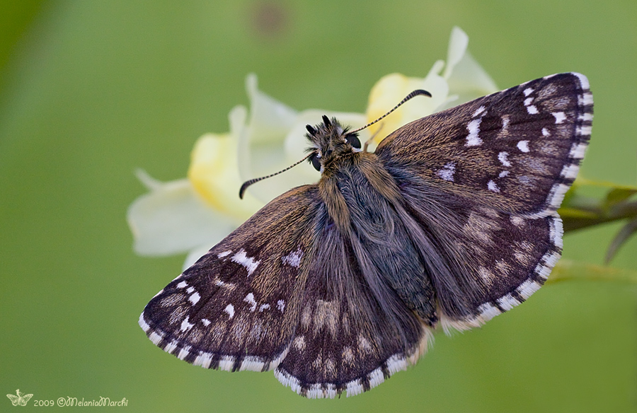 Pyrgus malvoides? No,  Pyrgus armoricanus