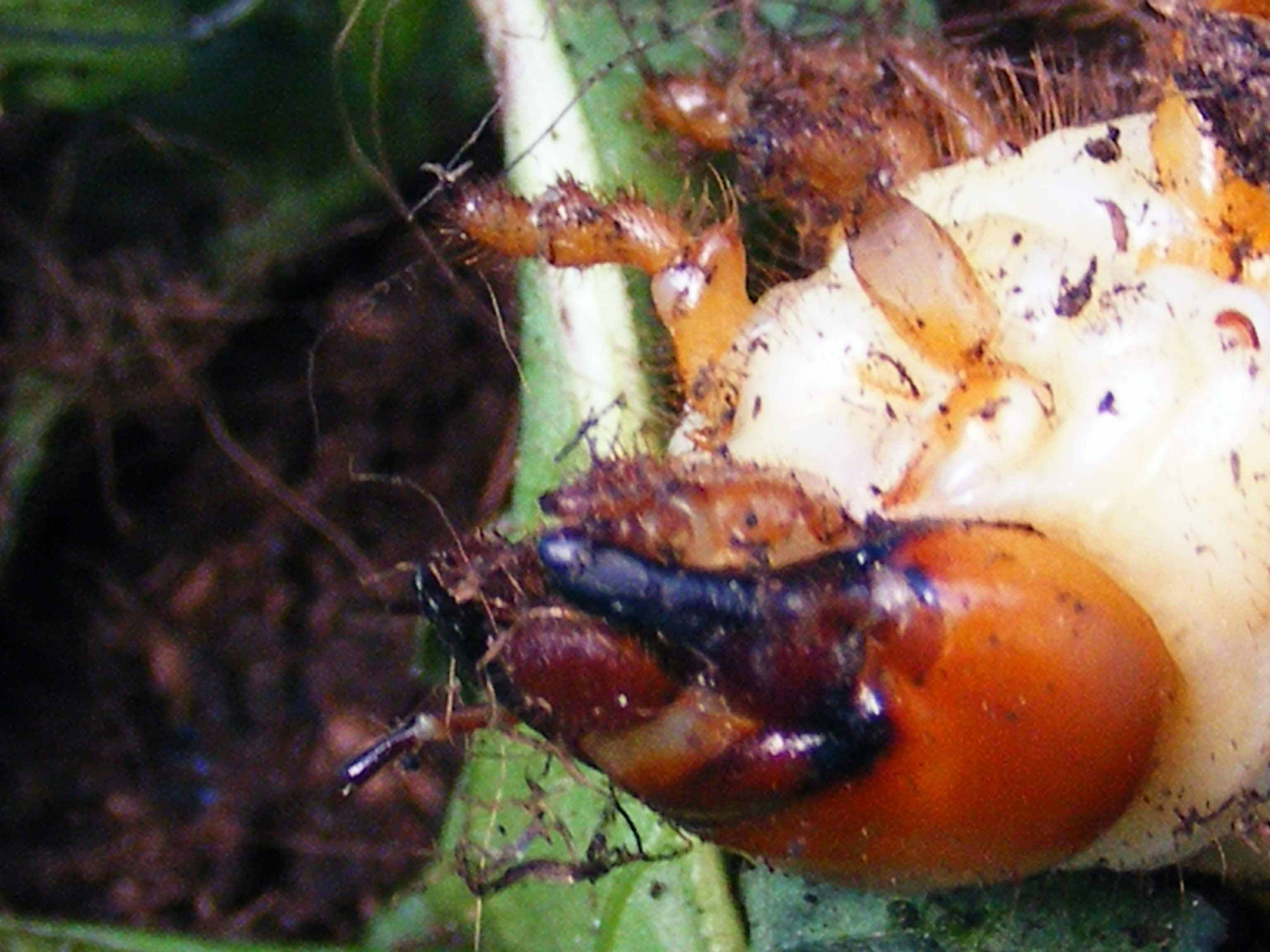 Identificazione della larva