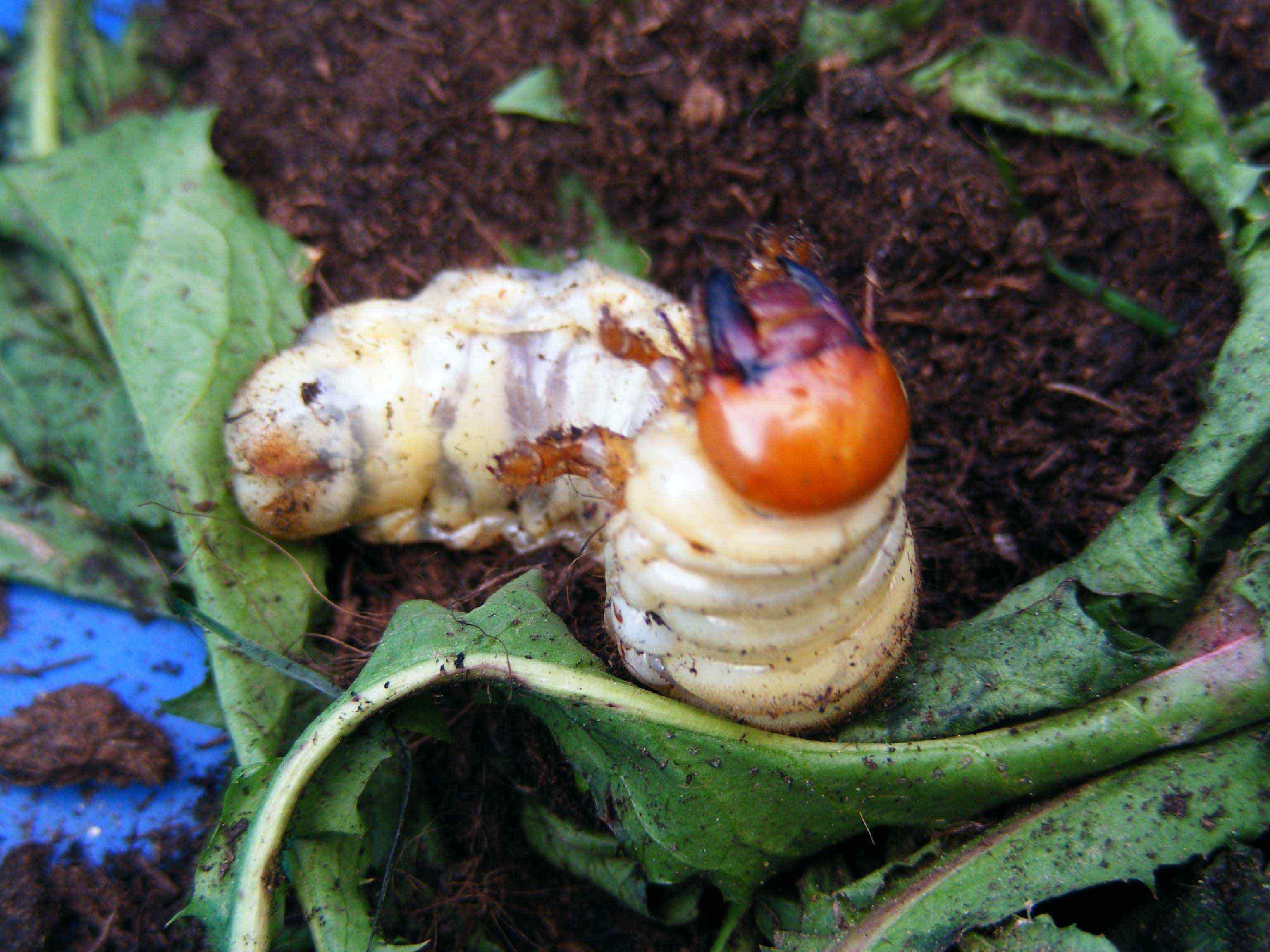 Identificazione della larva