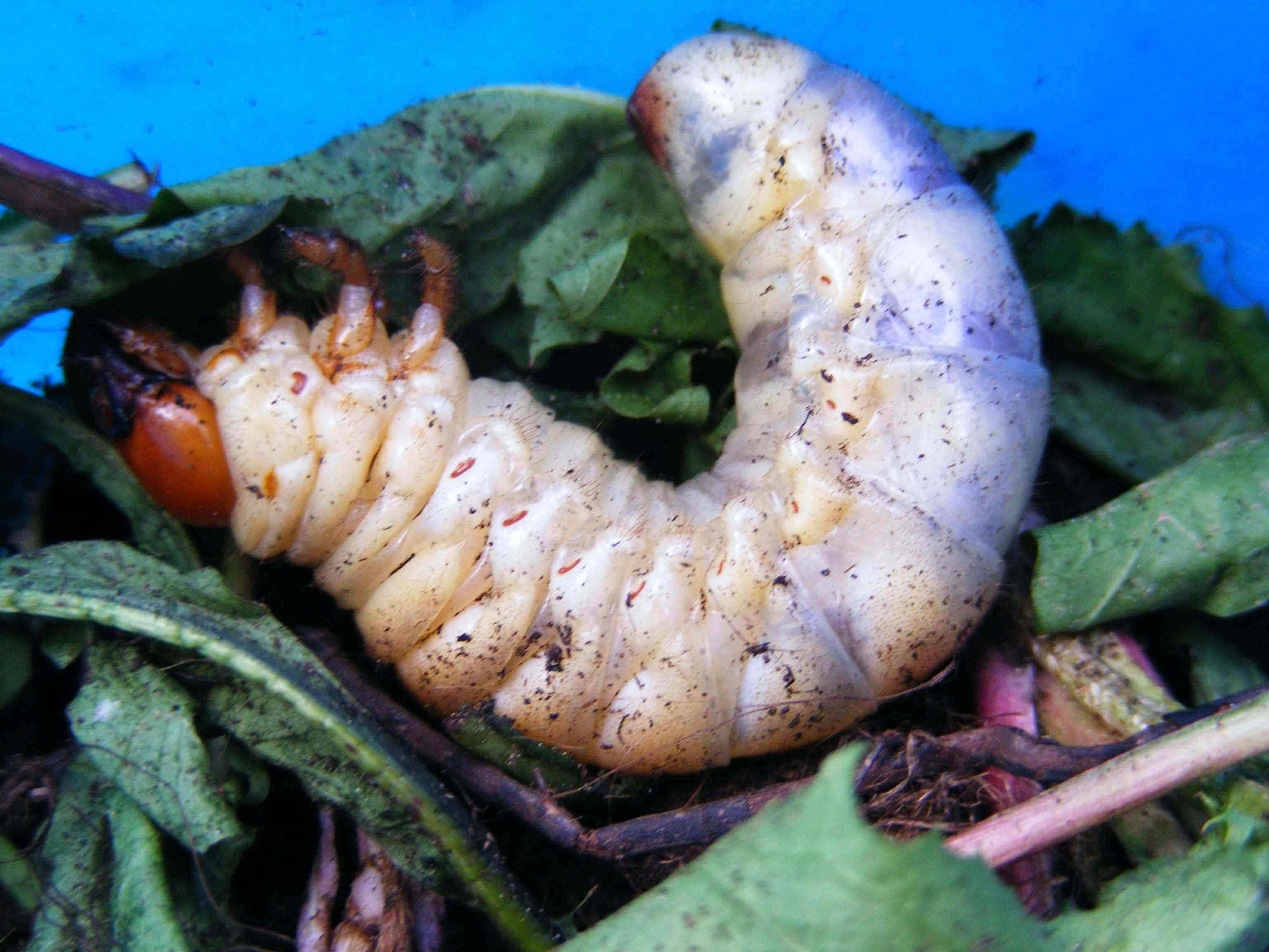 Identificazione della larva