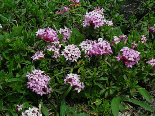 Daphne striata / Dafne striata