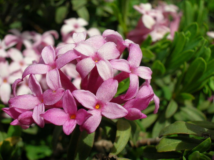 Daphne striata / Dafne striata