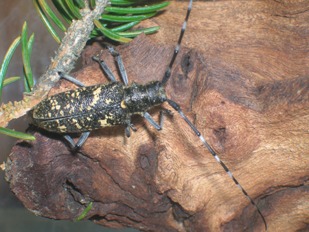 Monochamus sutor (Cerambycidae)