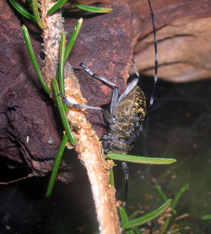 Monochamus sutor (Cerambycidae)