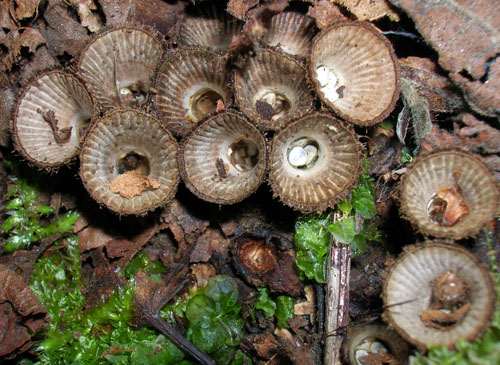 Cyathus striatus