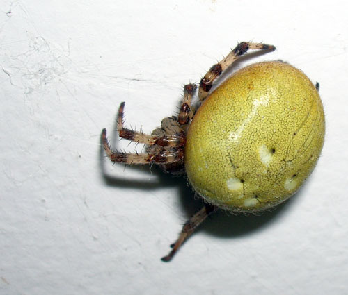 Araneus quadratus