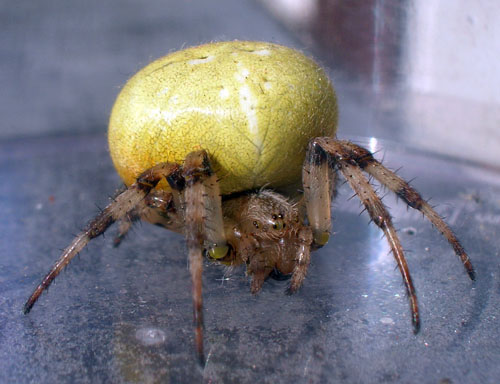 Araneus quadratus