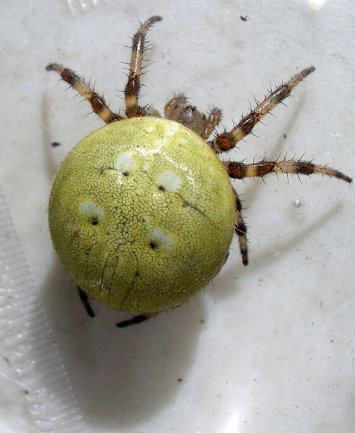 Araneus quadratus
