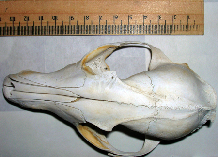 Cranio: Volpe