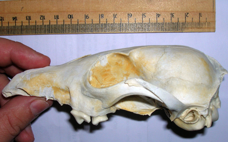 Cranio: Volpe