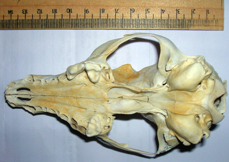 Cranio: Volpe