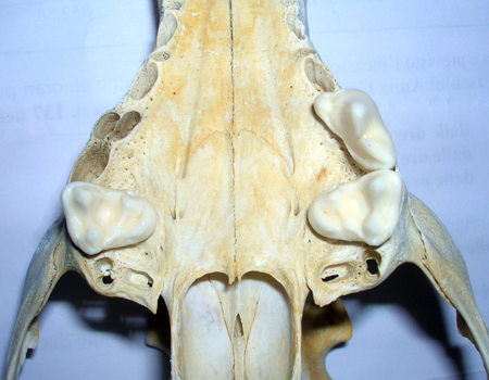Cranio: Volpe