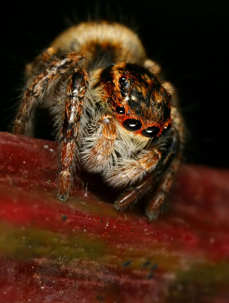 salticidae