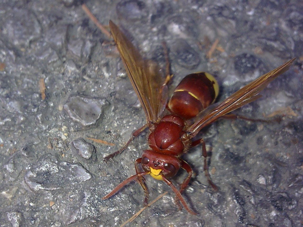 Vespa orientalis (Sicilia)