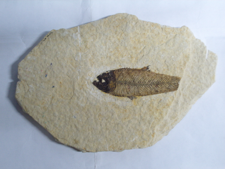 Fossile?