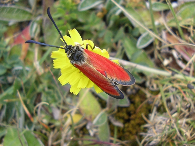 Zygaena (Mesembrynus) rubicundus