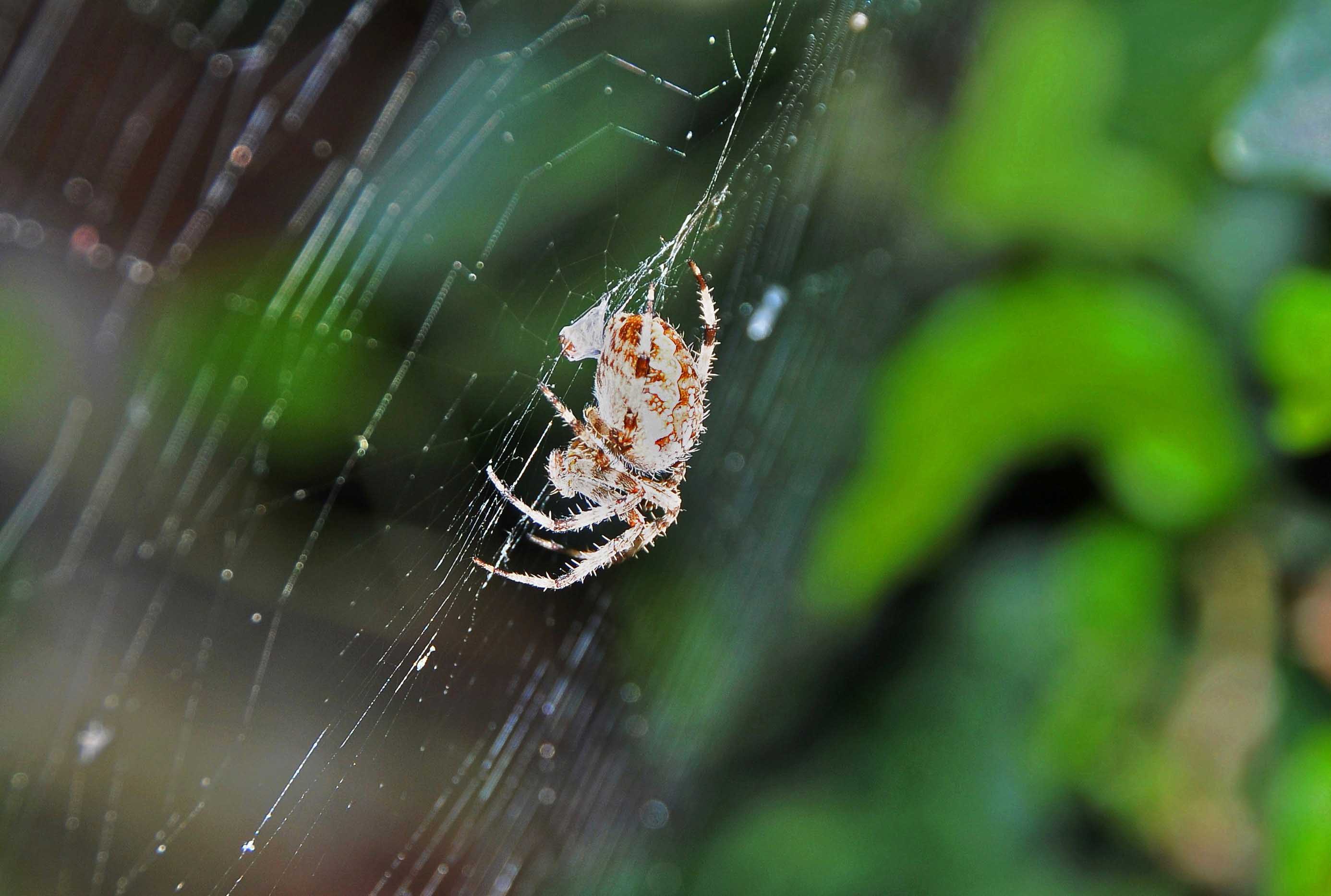 ARANEUS DIADEMATUS