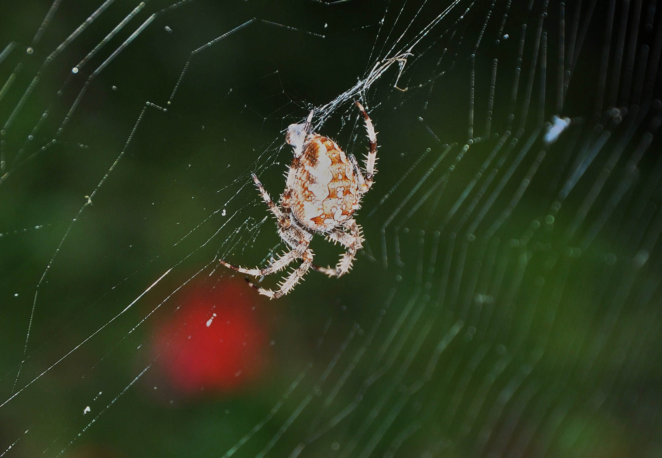 ARANEUS DIADEMATUS