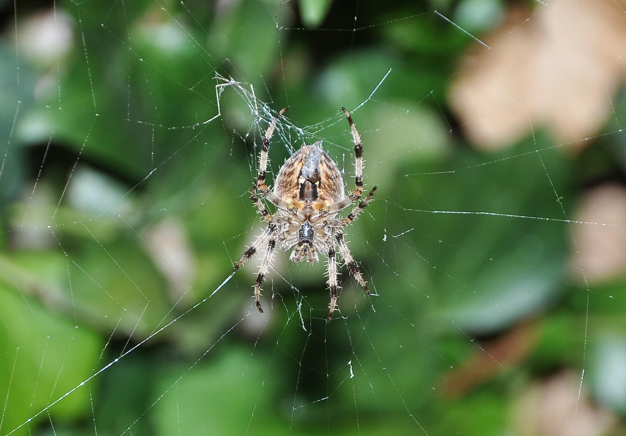 ARANEUS DIADEMATUS