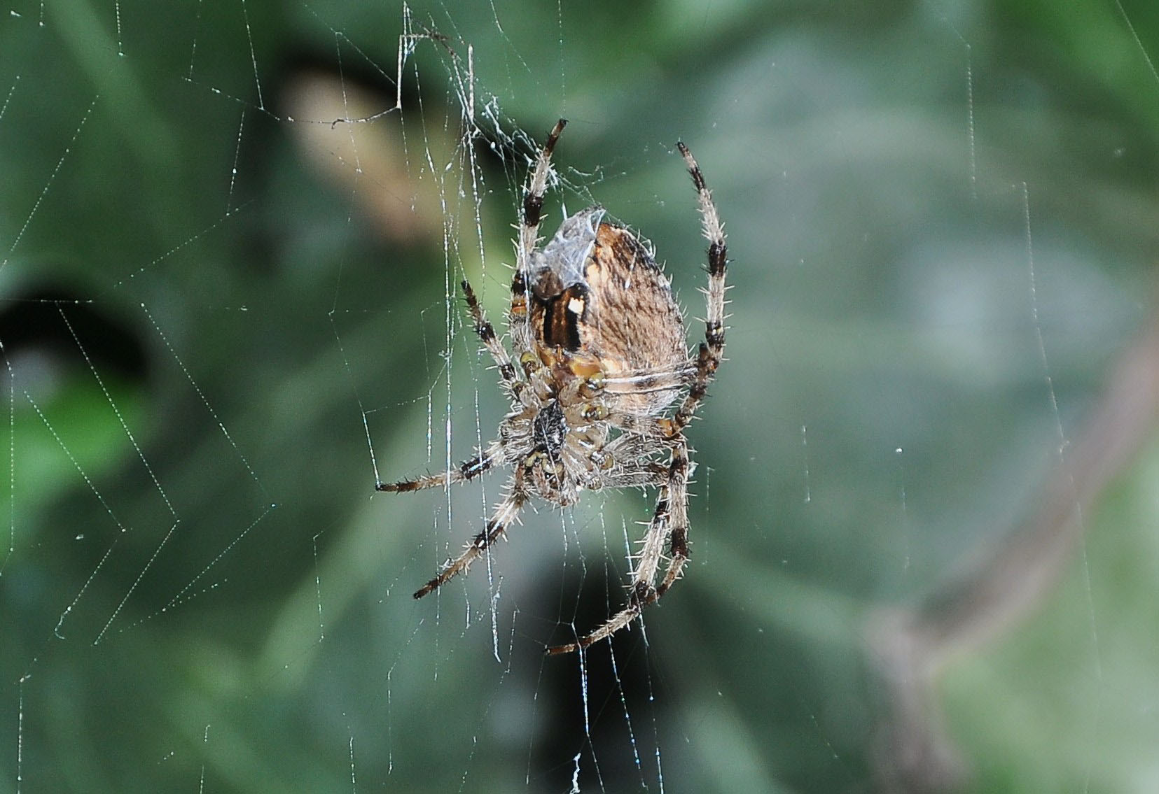 ARANEUS DIADEMATUS