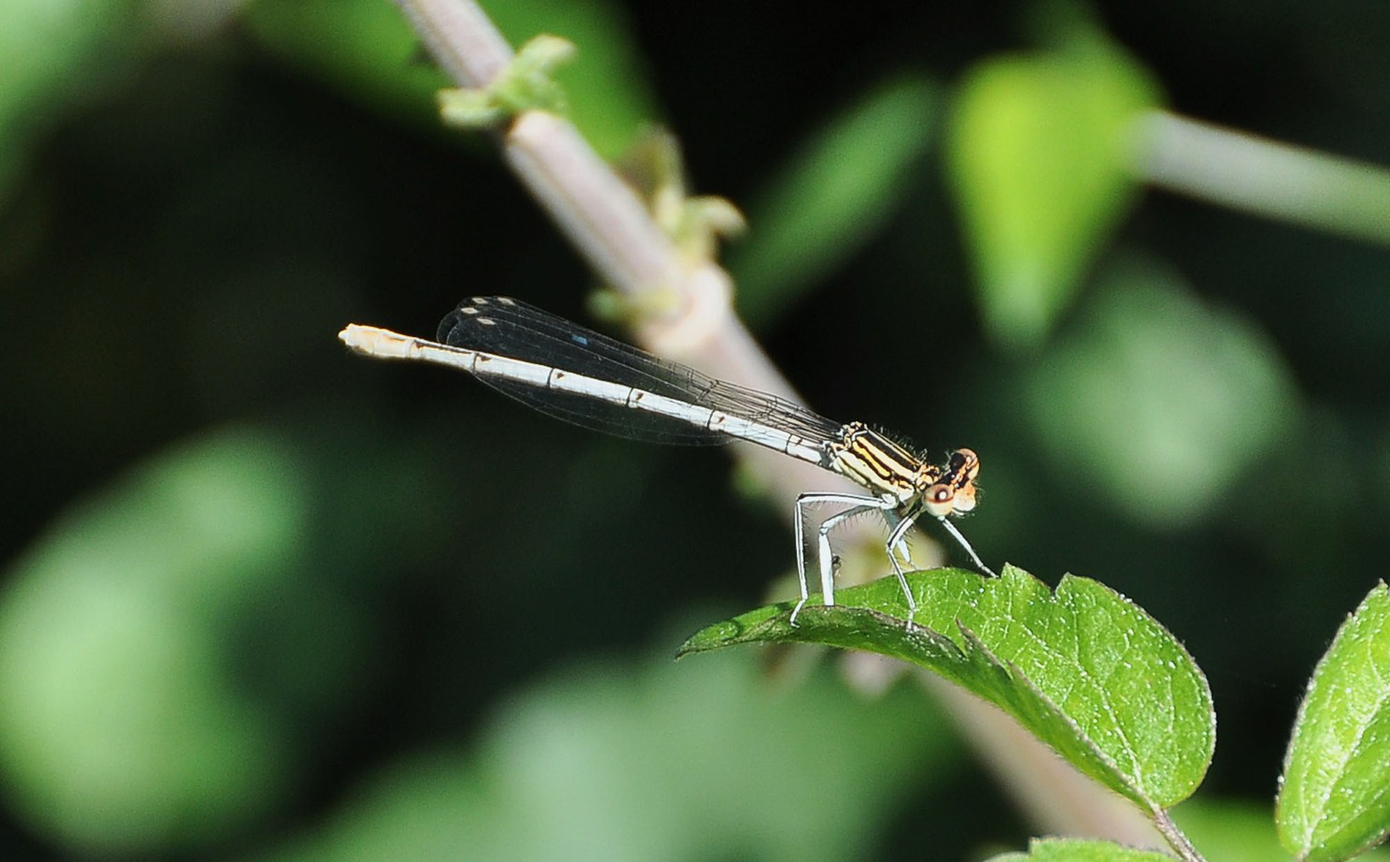 LIBELLULA - Platycnemis pennipes (femmina)