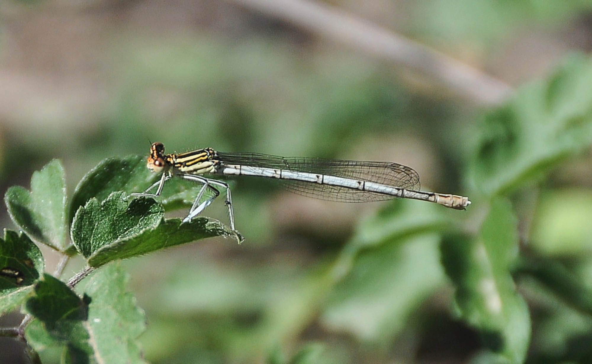 LIBELLULA - Platycnemis pennipes (femmina)