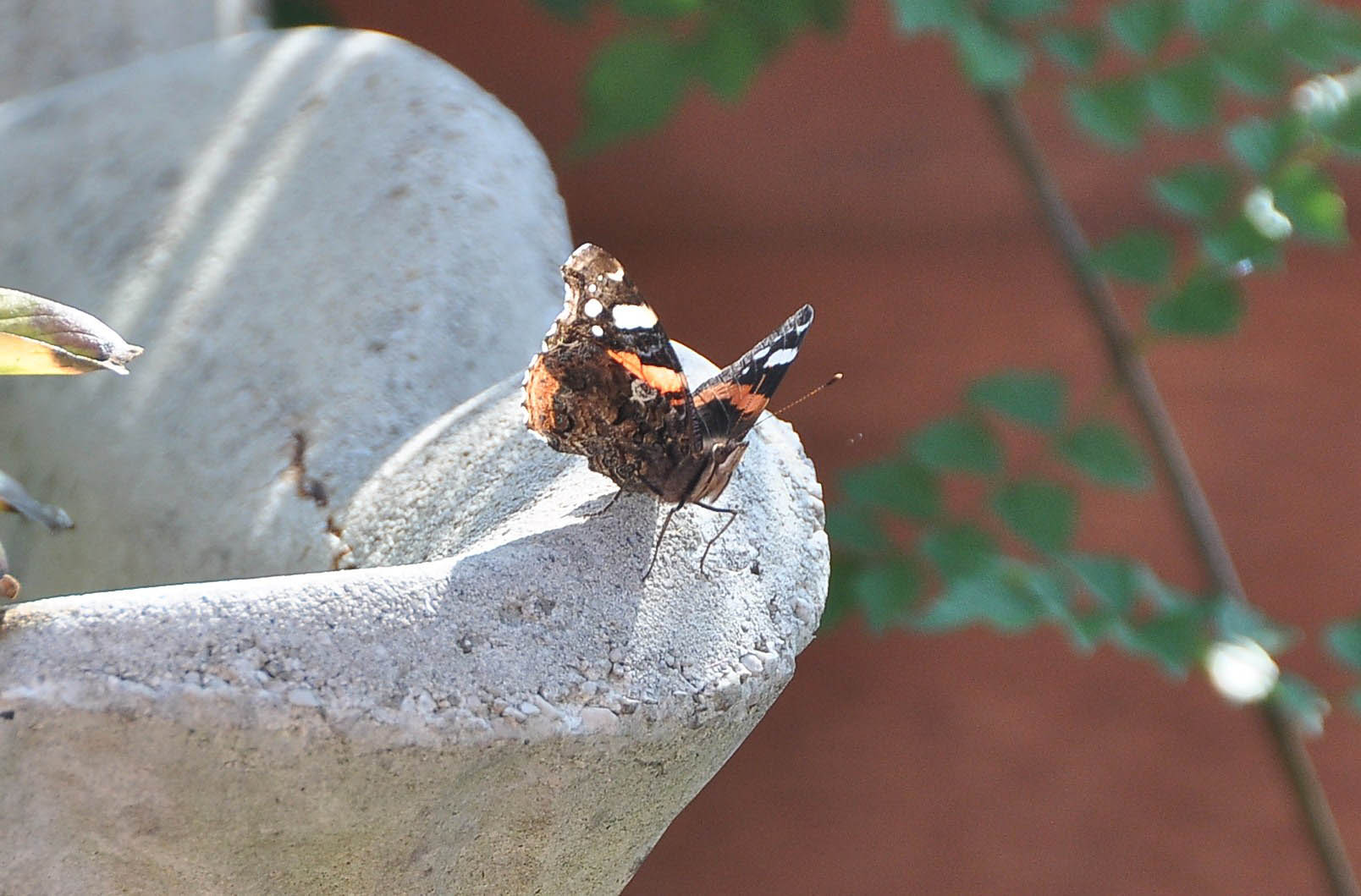 FARFALLA - Vanessa atalanta