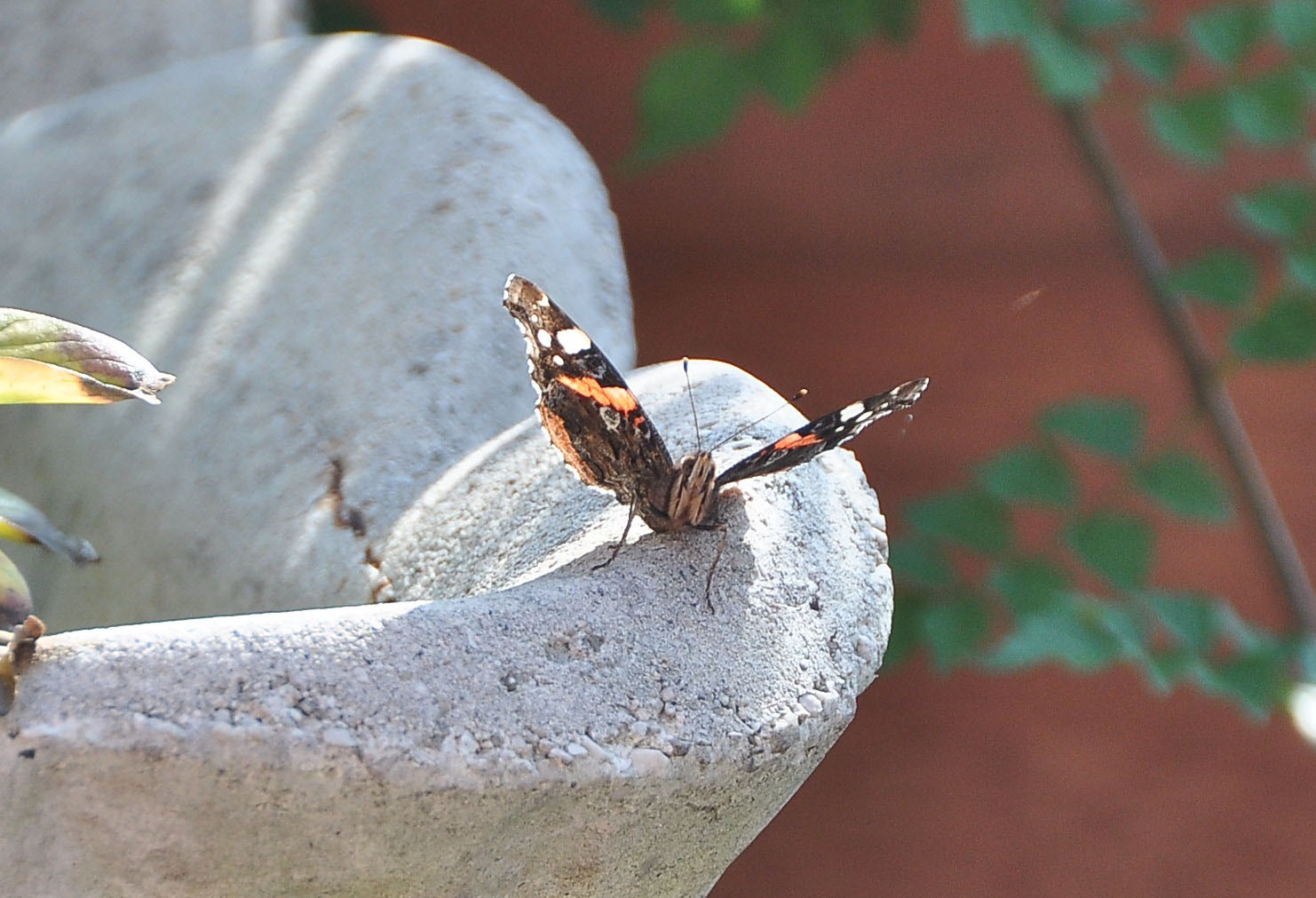 FARFALLA - Vanessa atalanta