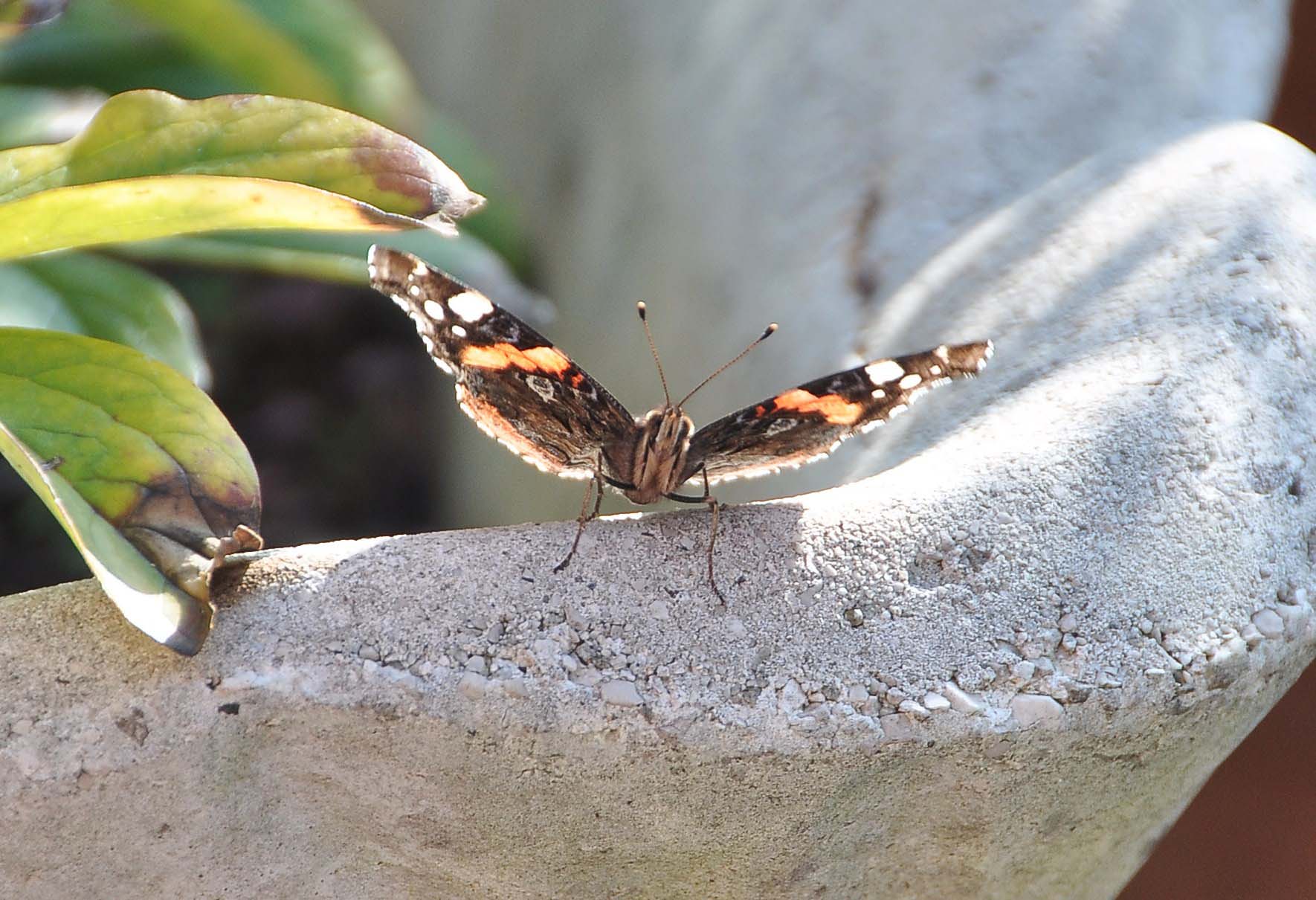 FARFALLA - Vanessa atalanta