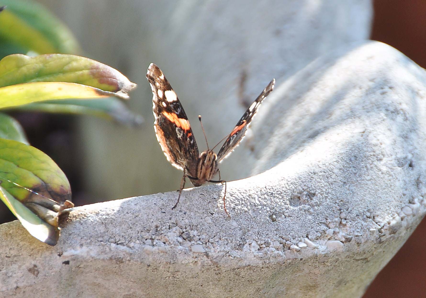 FARFALLA - Vanessa atalanta