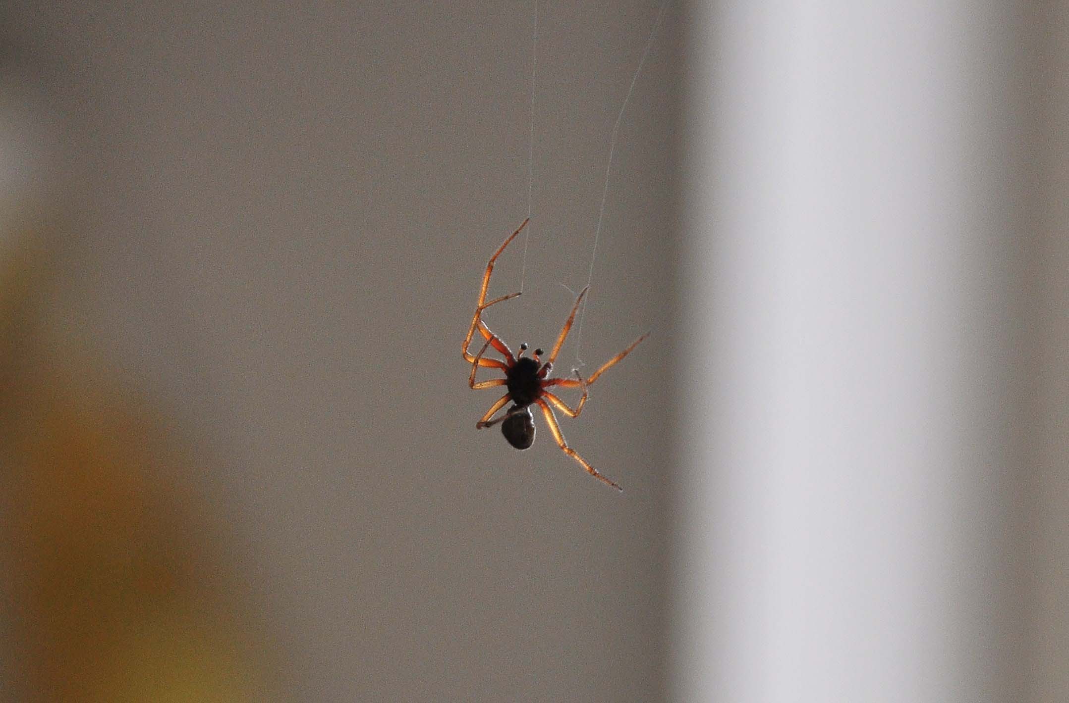 Steatoda nobilis