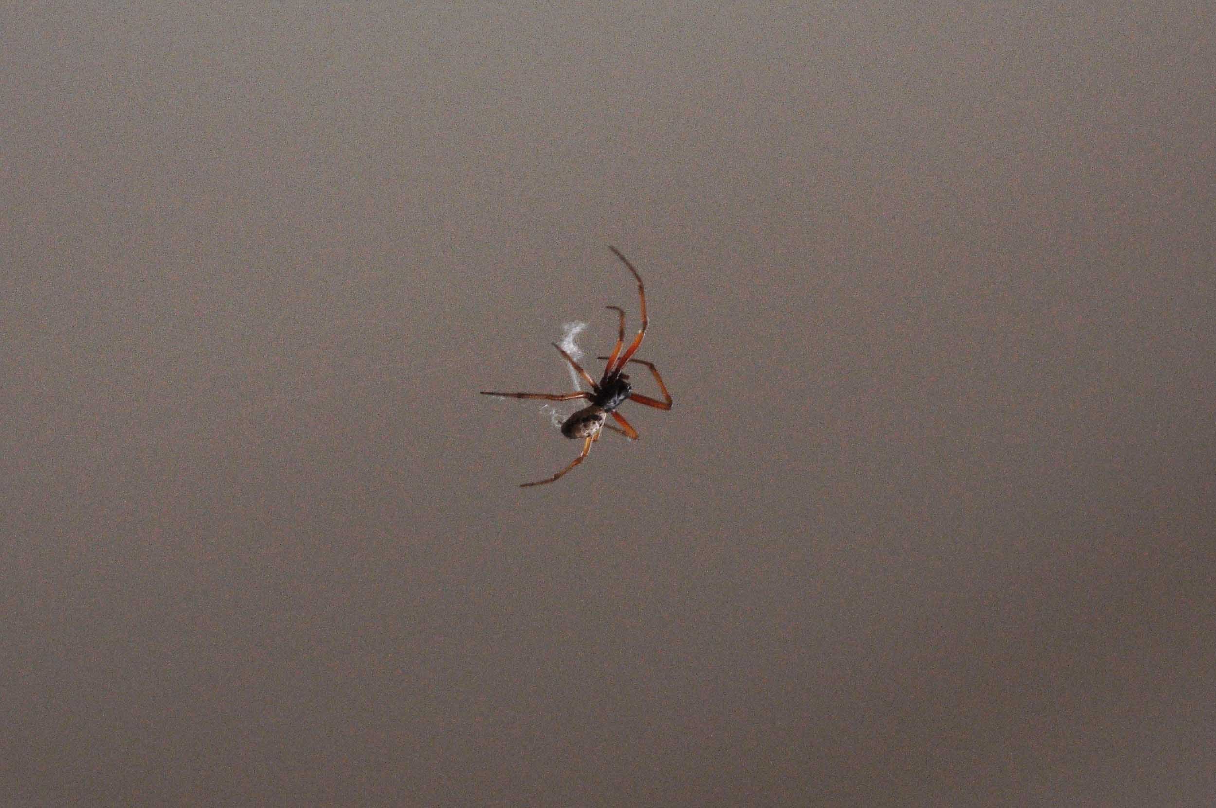 Steatoda nobilis