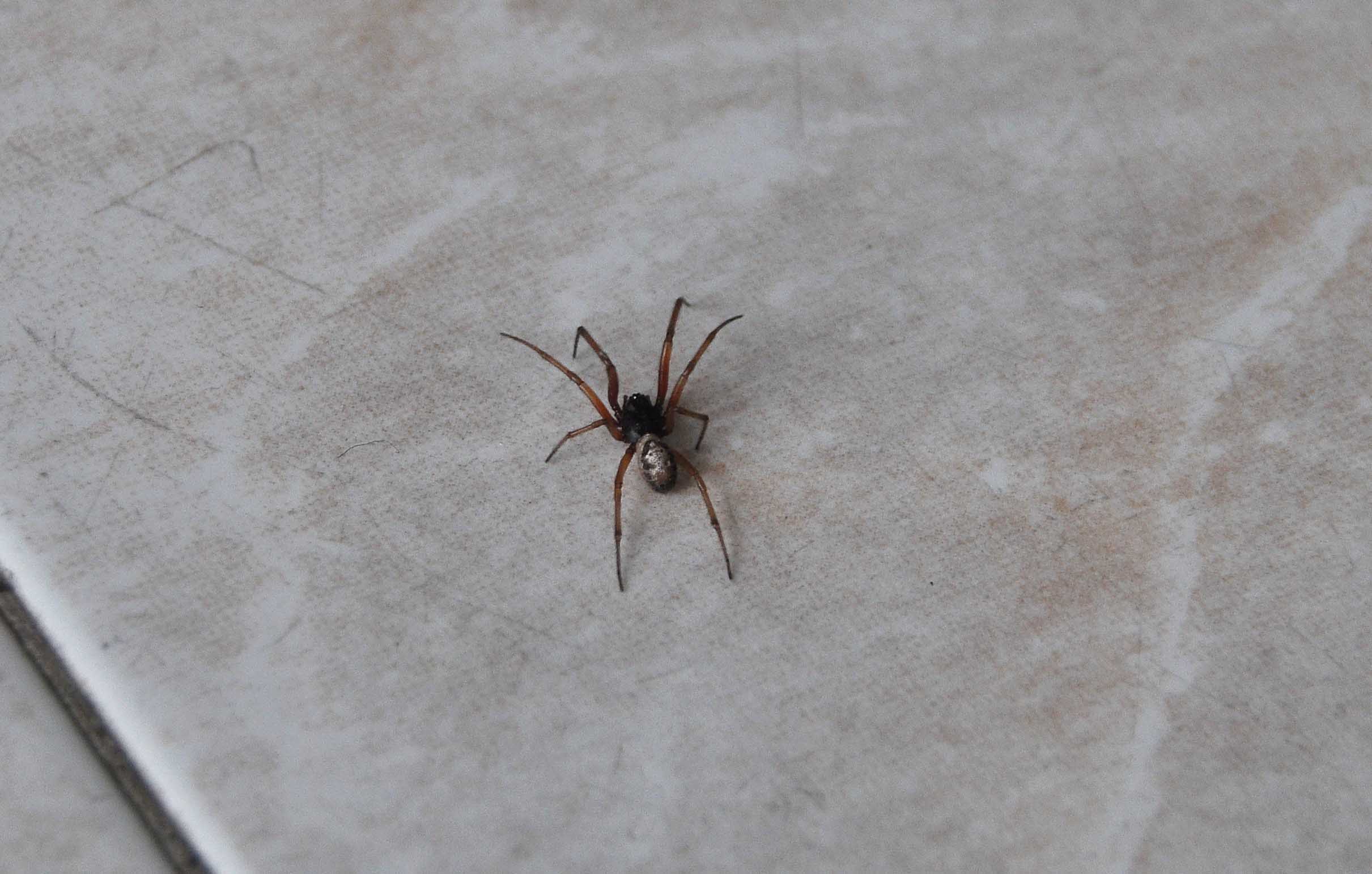 Steatoda nobilis