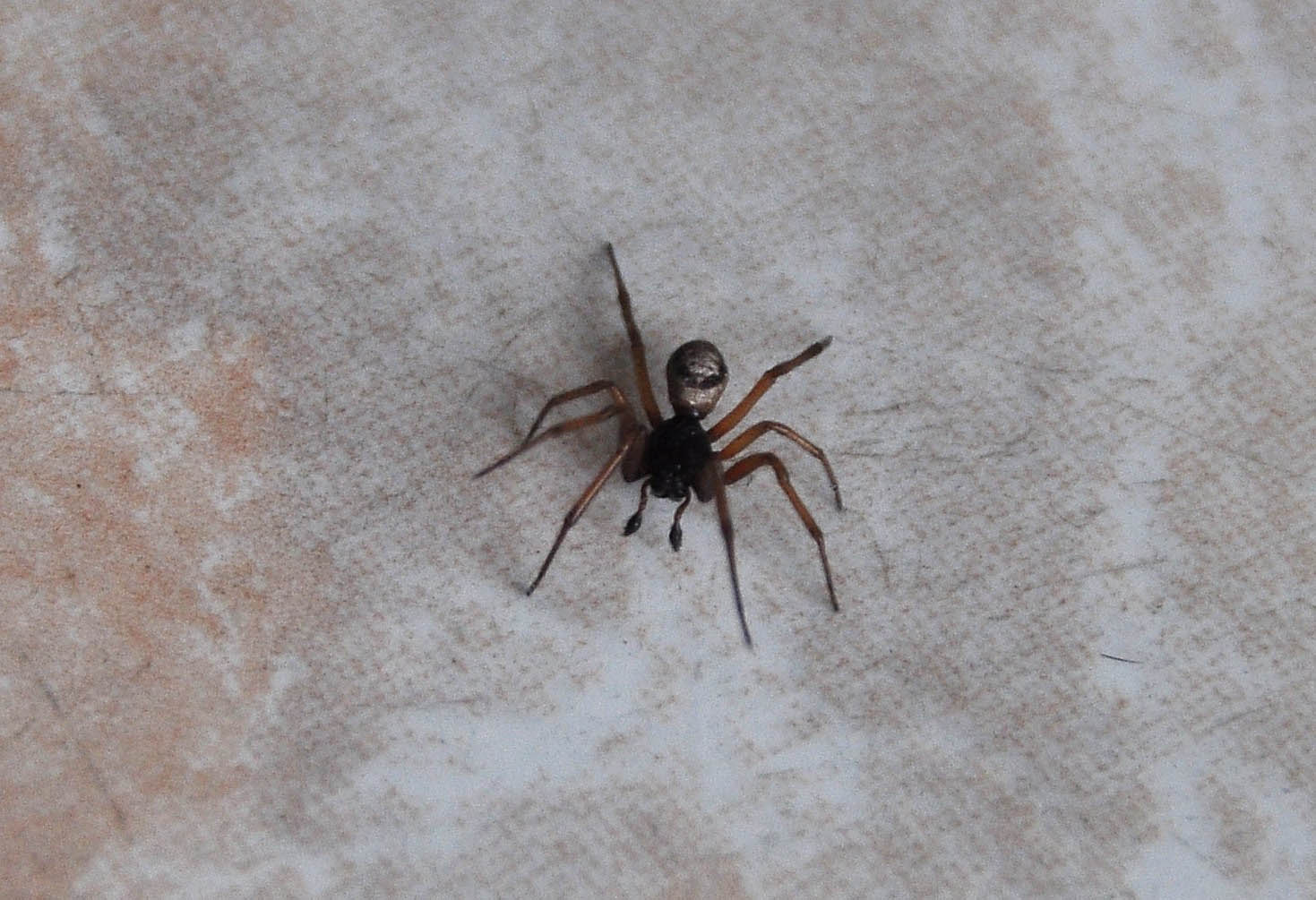 Steatoda nobilis