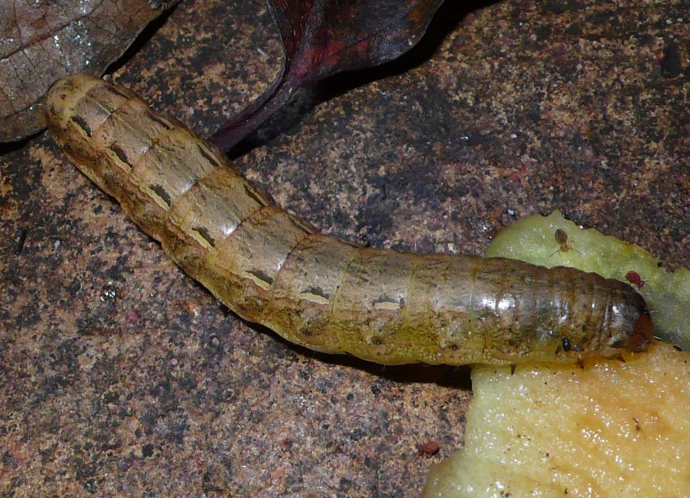 Bruchi notturni - Noctuidae