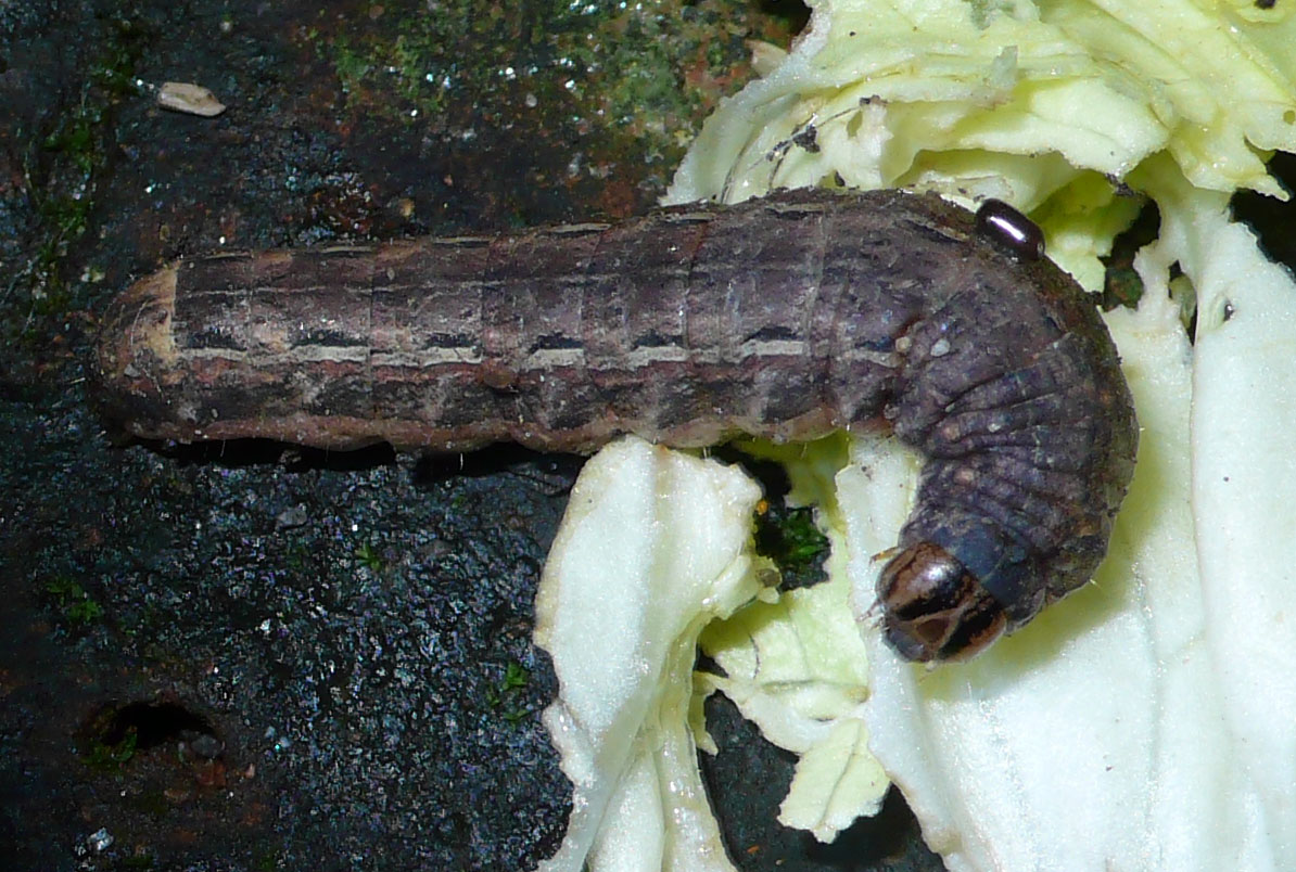 Bruchi notturni - Noctuidae