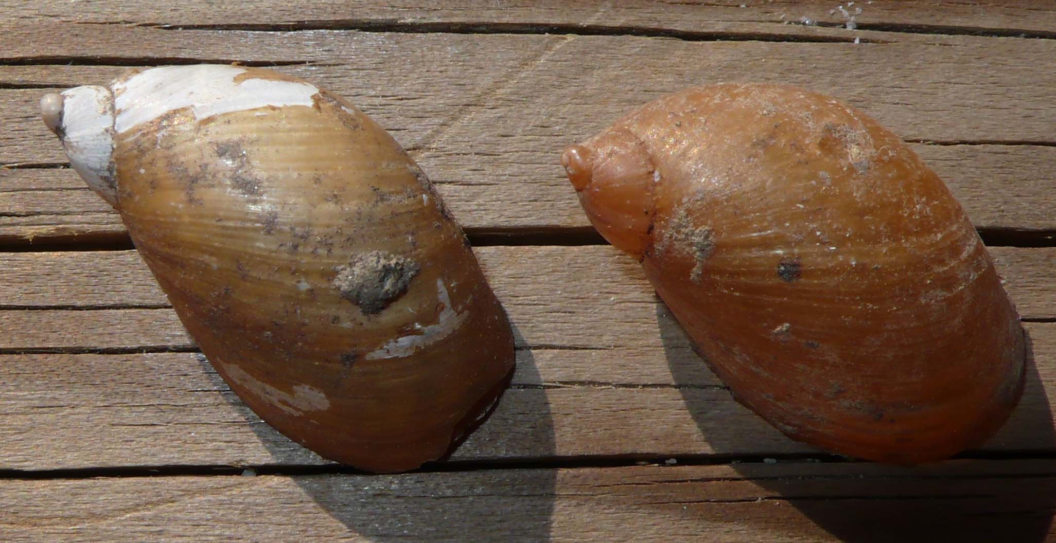 Censimento: Succineidae